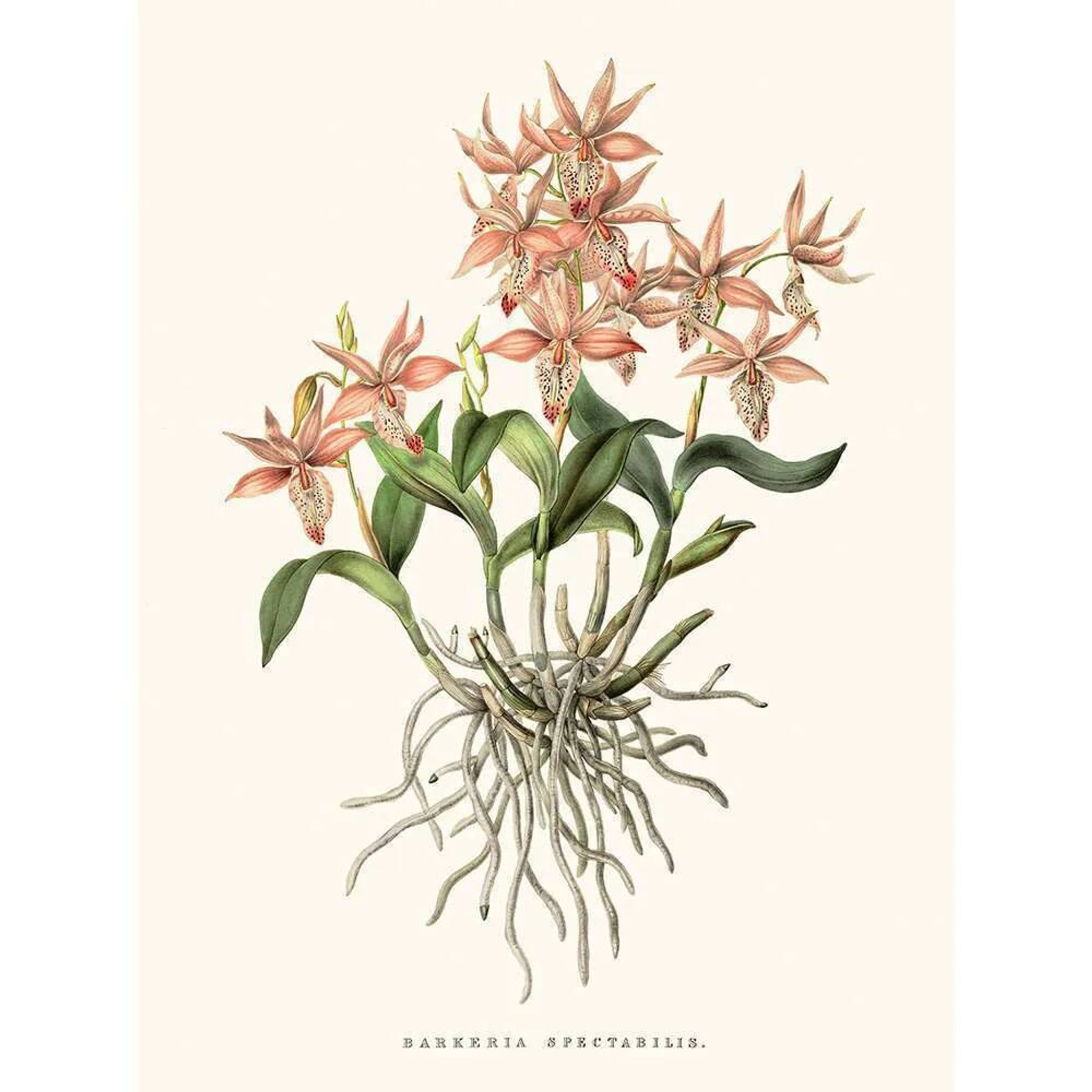 Vintage botanical illustration of Barkeria Spectabilis orchid.