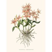 Vintage botanical illustration of Barkeria Spectabilis orchid.