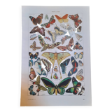 Lithograph on butterflies from 1948