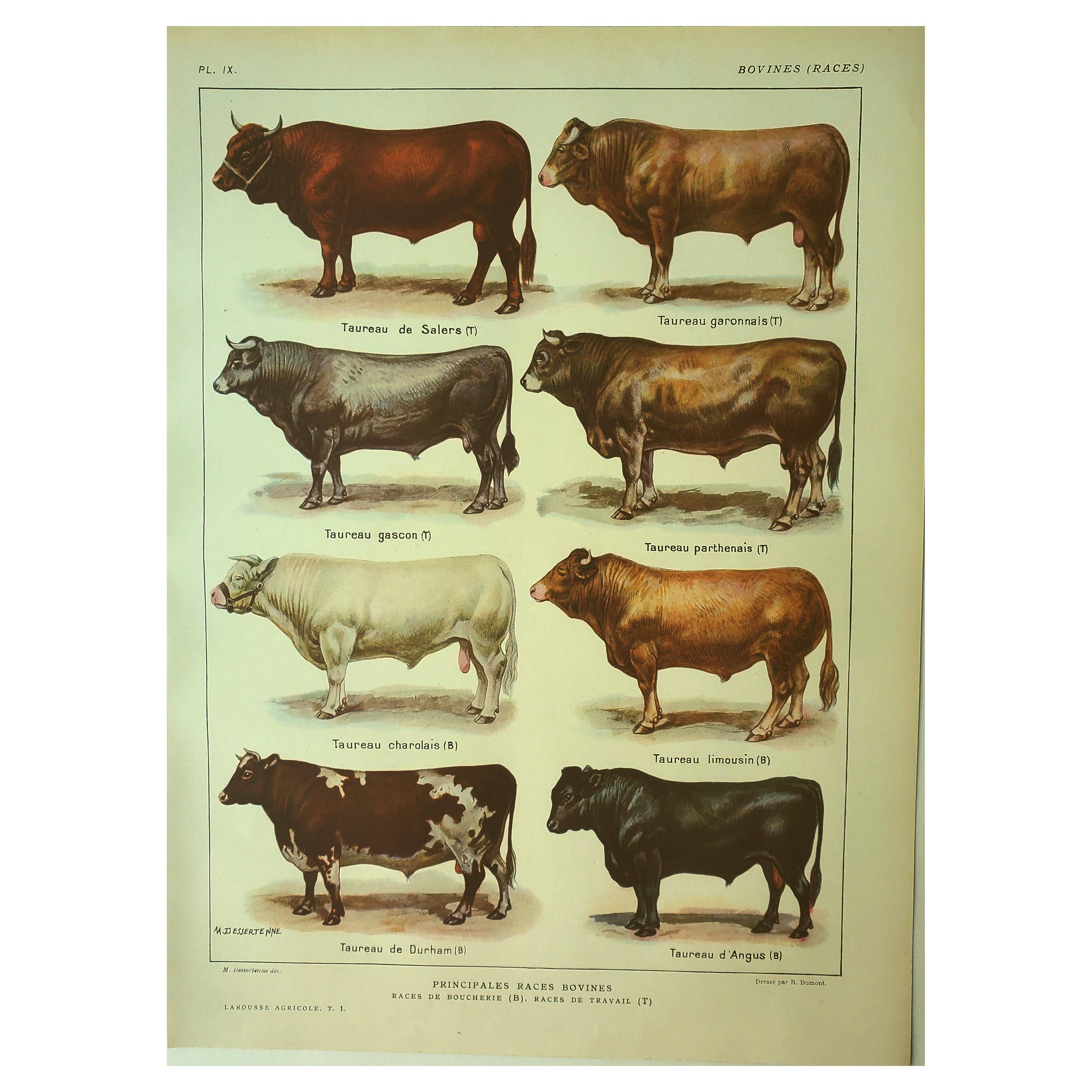 Antique lithograph 1921. By Dessertenne - Bull and cattle - farm