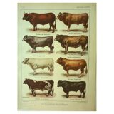 Antique lithograph 1921. By Dessertenne - Bull and cattle - farm