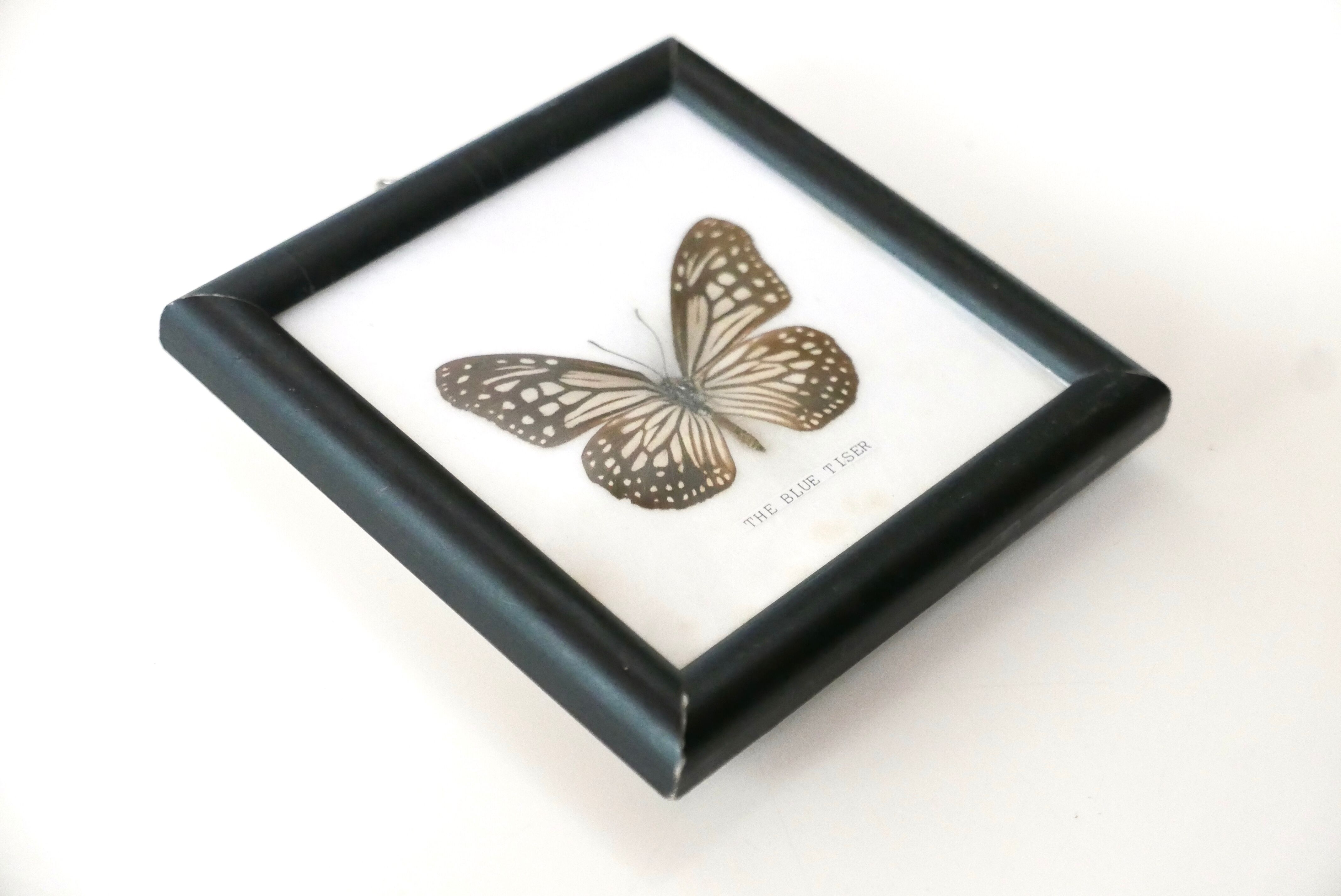 Showcase frame, naturalized butterfly "The blue tiser", 60s
