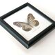 Showcase frame, naturalized butterfly "The blue tiser", 60s