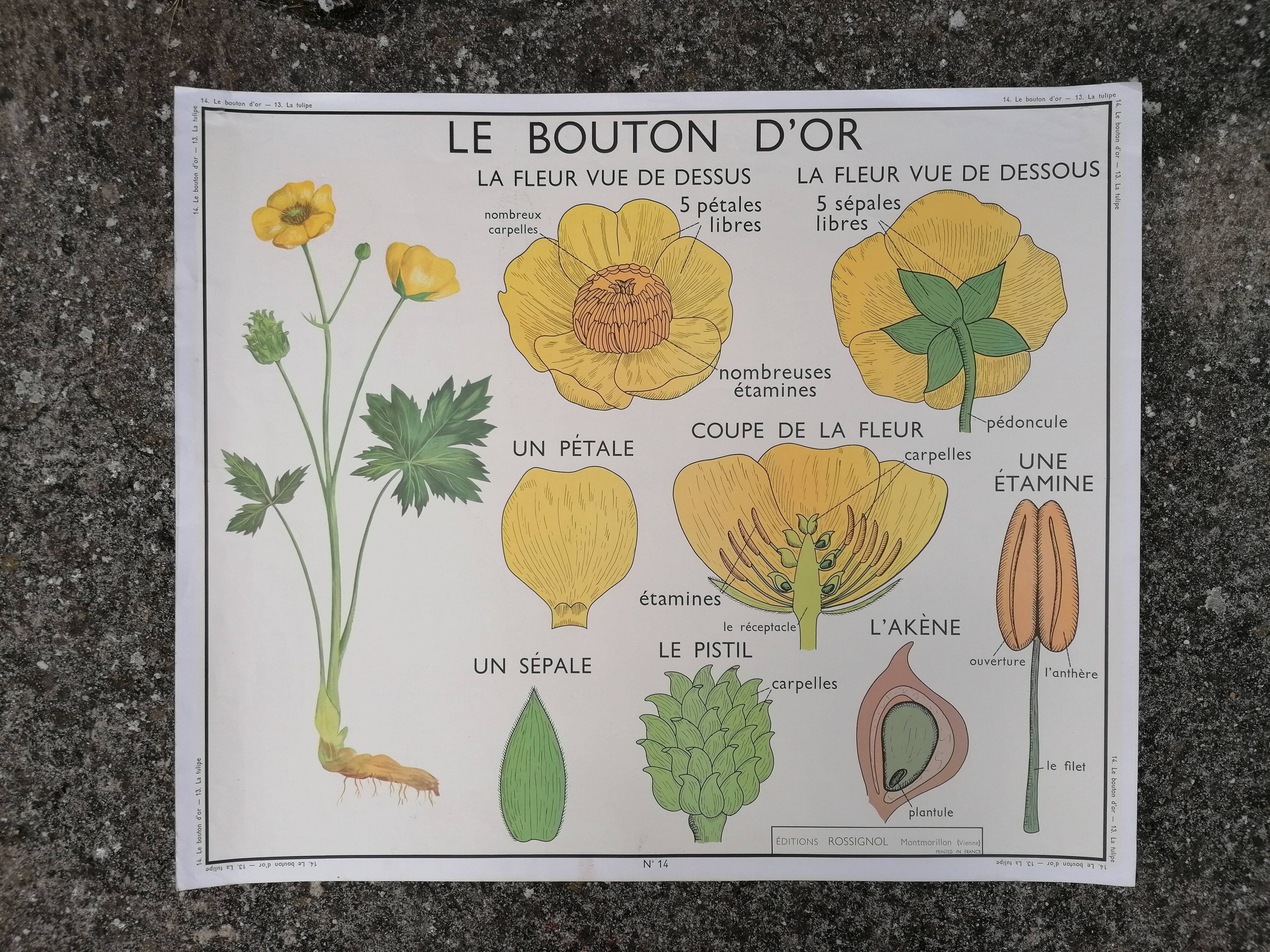 Vintage rossignol school educational poster - the tulip and the golden button