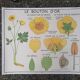 Vintage rossignol school educational poster - the tulip and the golden button