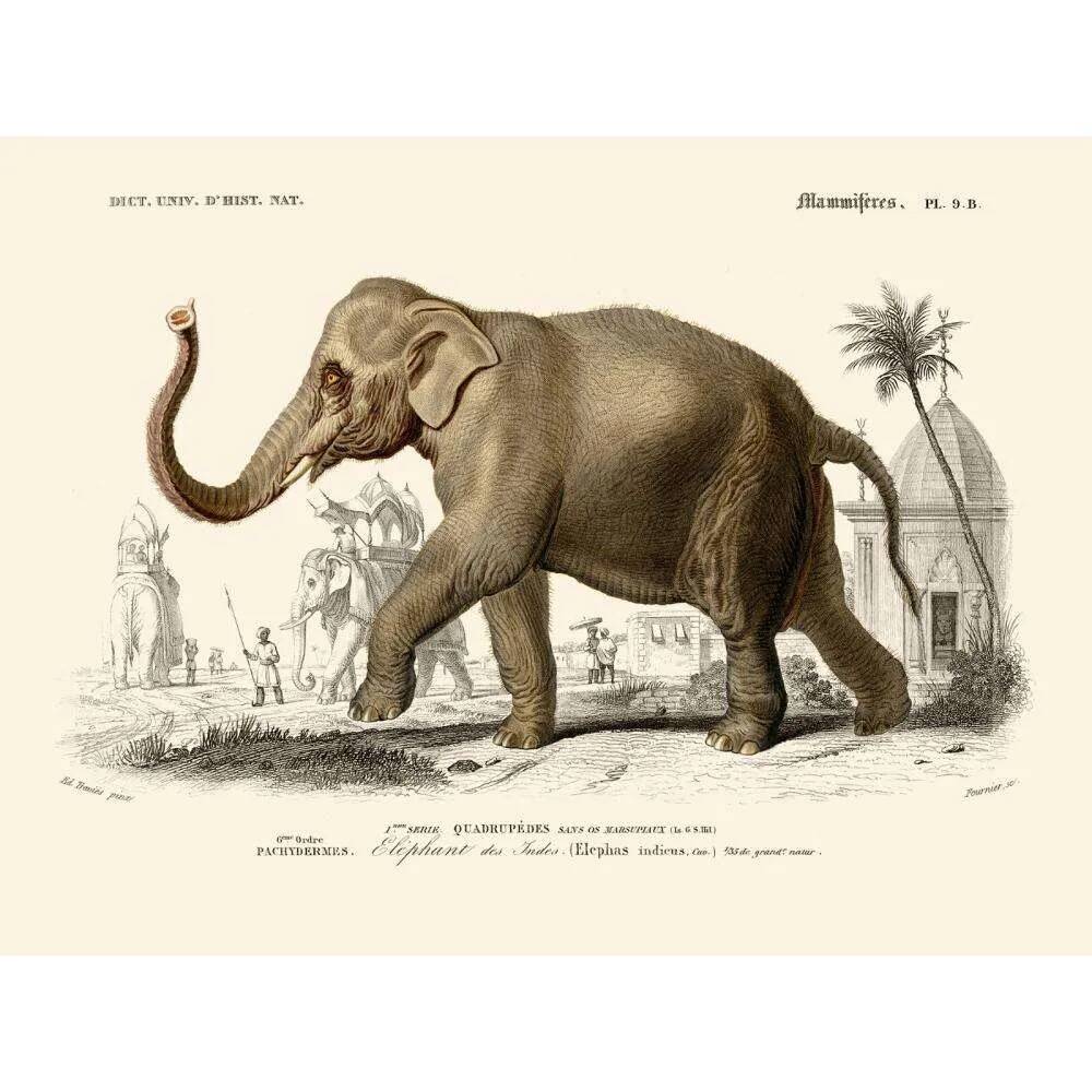 Vintage illustration of the Indian elephant Elephas indicus nature print.