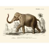 Vintage illustration of the Indian elephant Elephas indicus nature print.