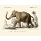 Vintage illustration of the Indian elephant Elephas indicus nature print.