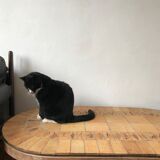 Roger Capron coffee table