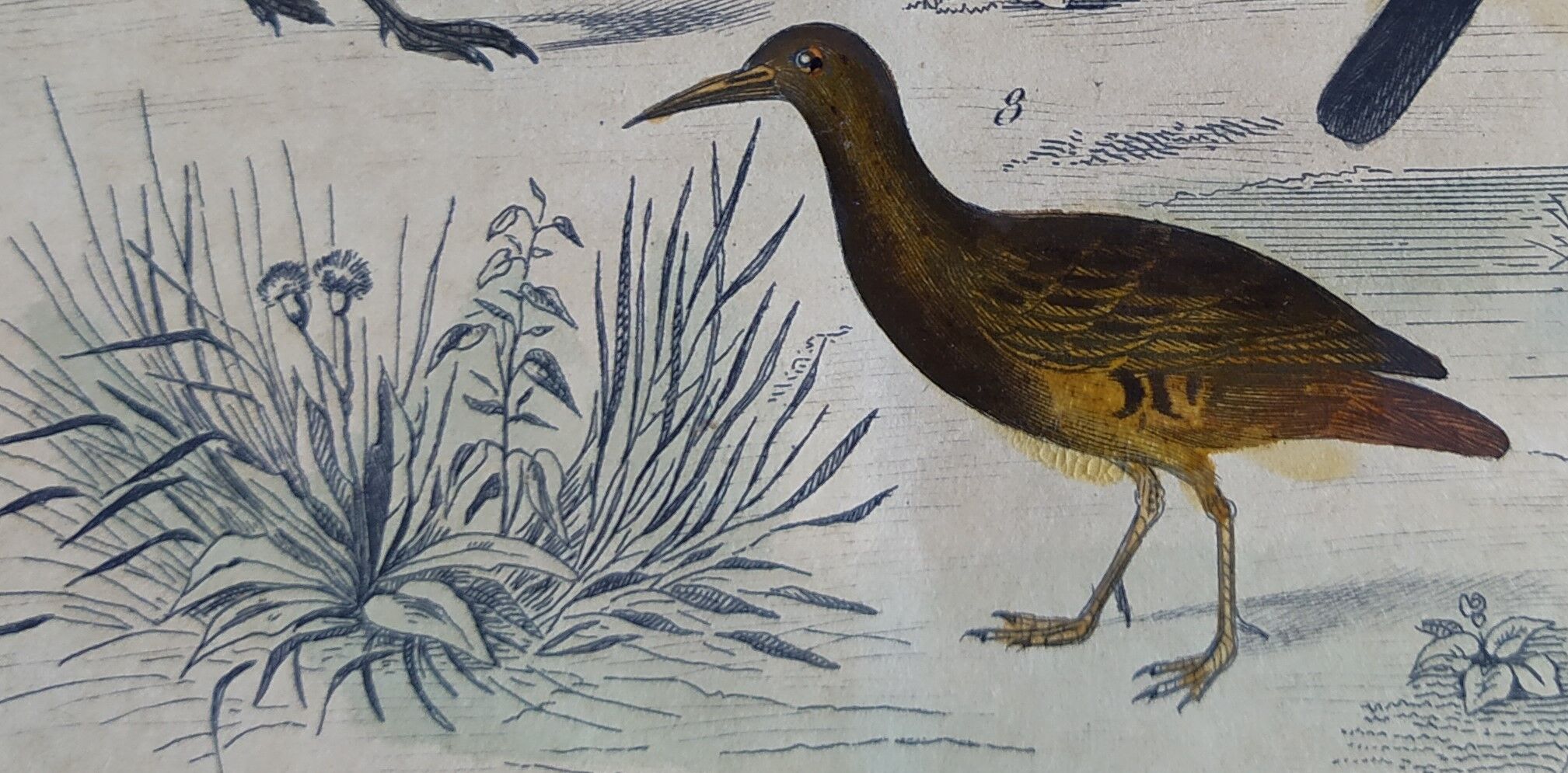 Original ornithological plate " Golden plover & with collar - Echasse - &c... " Buffon (1837)