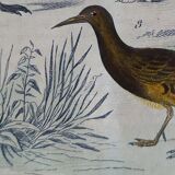 Original ornithological plate " Golden plover & with collar - Echasse - &c... " Buffon (1837)