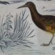 Planche ornithologique originale " Pluvier doré & à collier - Echasse - &c... " Buffon 1837