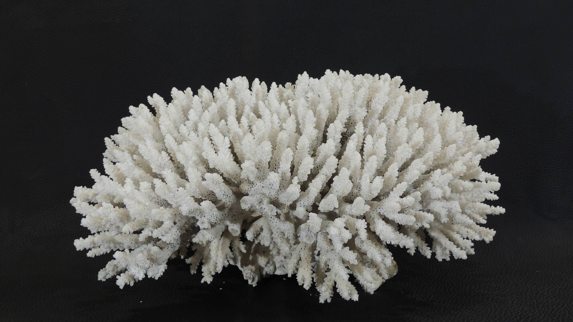 Large white sea coral