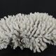 Large white sea coral