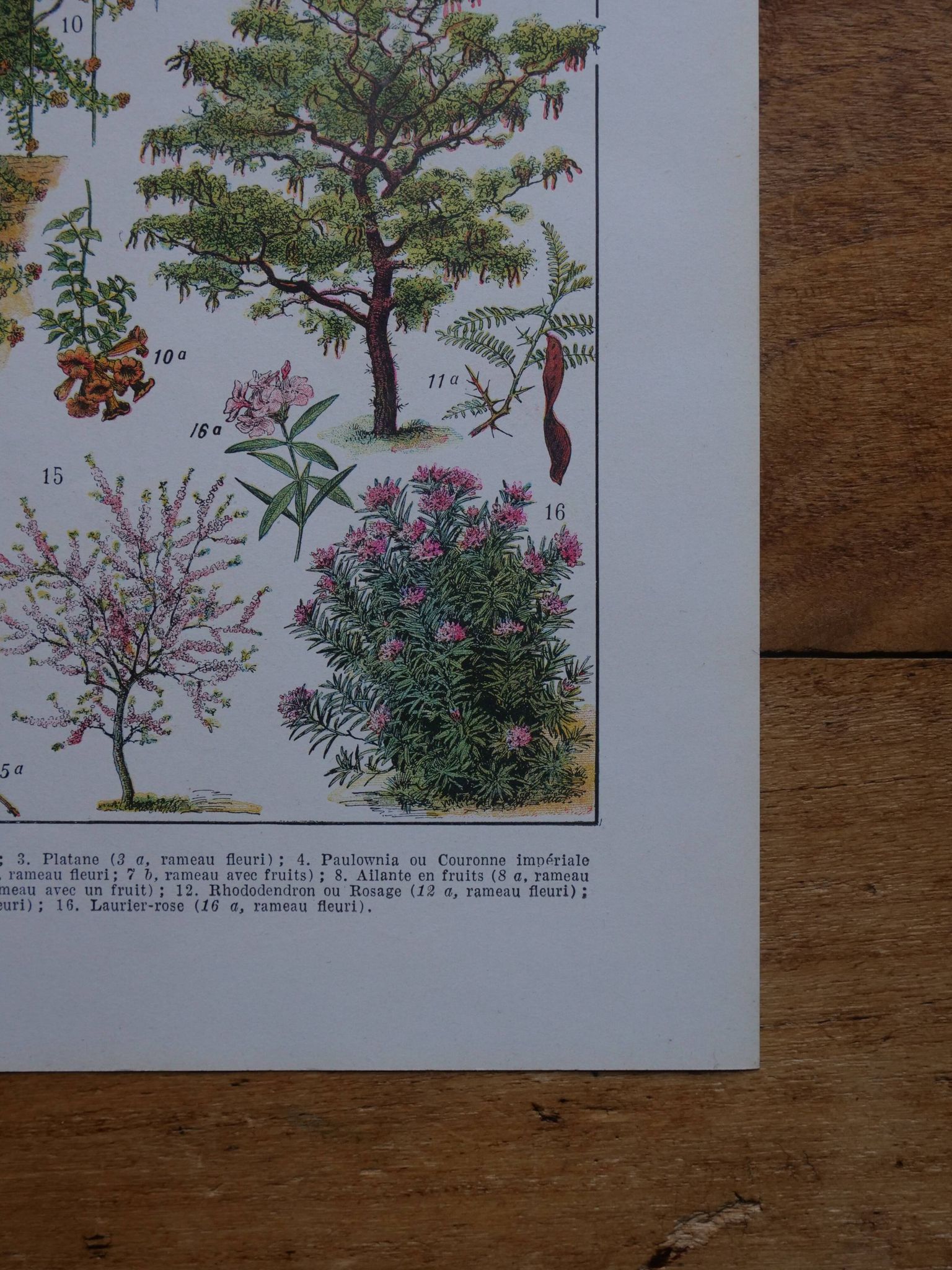 Original lithographs on gardens and ornamental trees