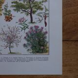 Original lithographs on gardens and ornamental trees
