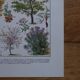 Original lithographs on gardens and ornamental trees