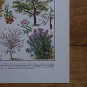 Original lithographs on gardens and ornamental trees