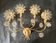 Palwa Hollywood Regency vergoldet Wandlampe Messing Swarovski Kristallen