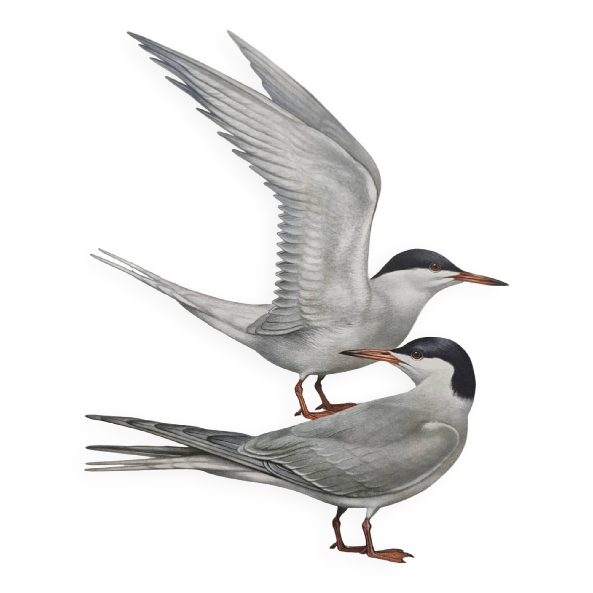 Antique bird print 1960 - Common Tern - seaside and beach