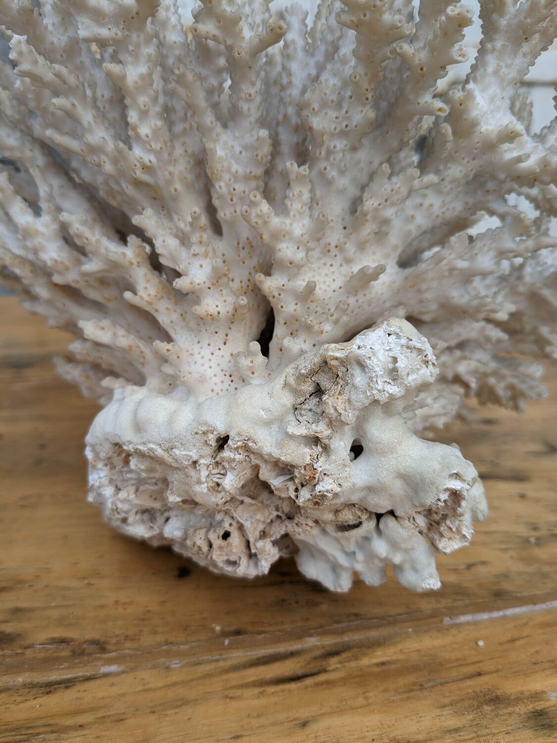 Brush coral