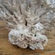 Brush coral