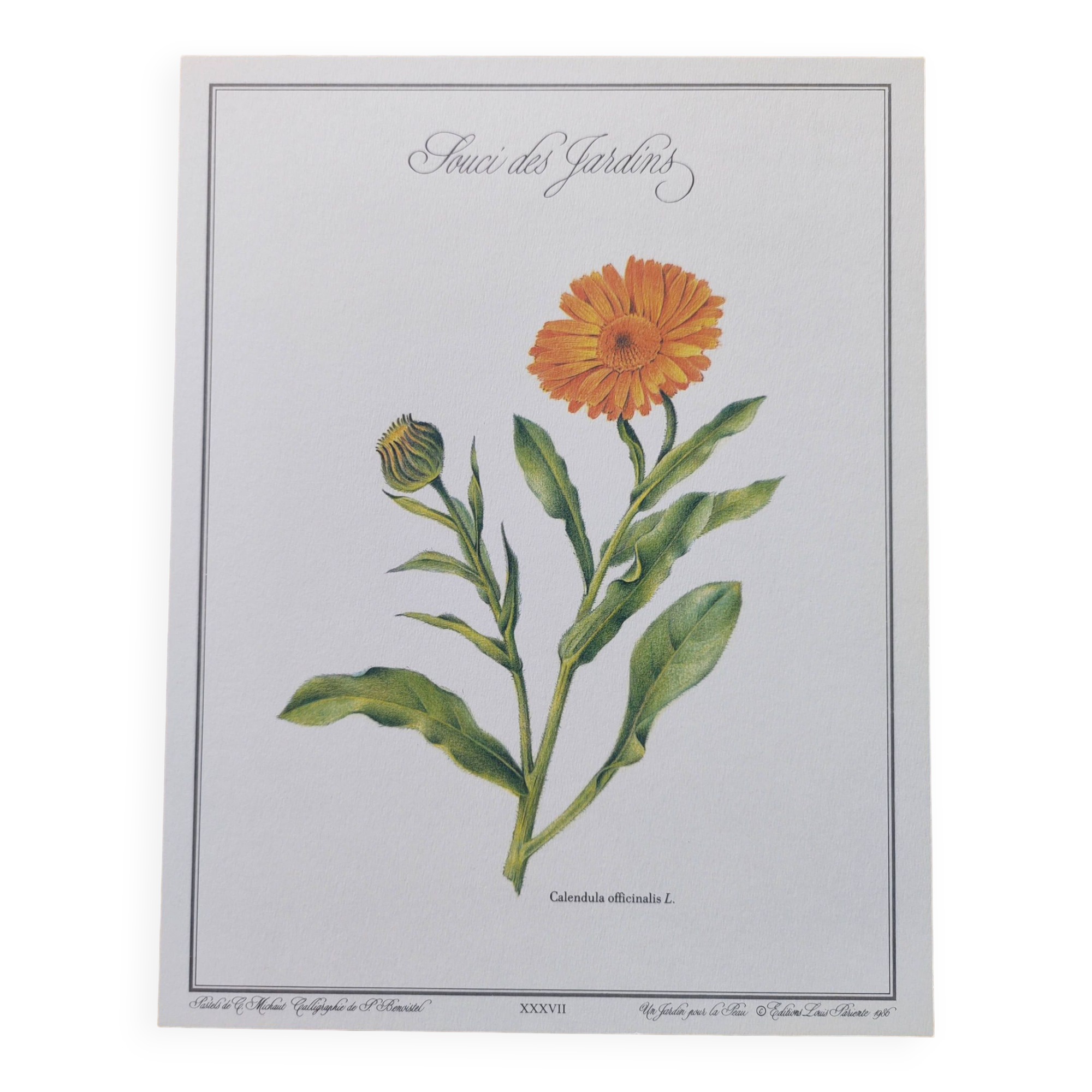 Botanical board -Garden Marigold- Pastel illustration of medicinal plants and flowers