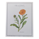 Botanical board -Garden Marigold- Pastel illustration of medicinal plants and flowers