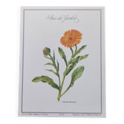 Botanical board -Garden Marigold- Pastel illustration of medicinal plants and flowers