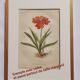 Old flower engraving 1899 - Stanhopea - Vintage botanical print