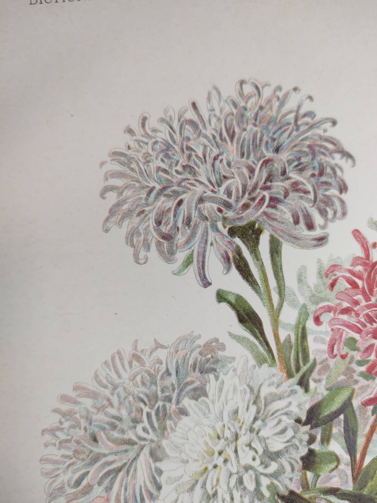 Botanical engraving from 1897 - Reine-Marguerite Comète - old original flower plate by E.Godart