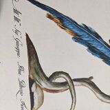 9 bird illustrations: parrots and parakeets
