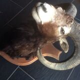 Sheep trophy