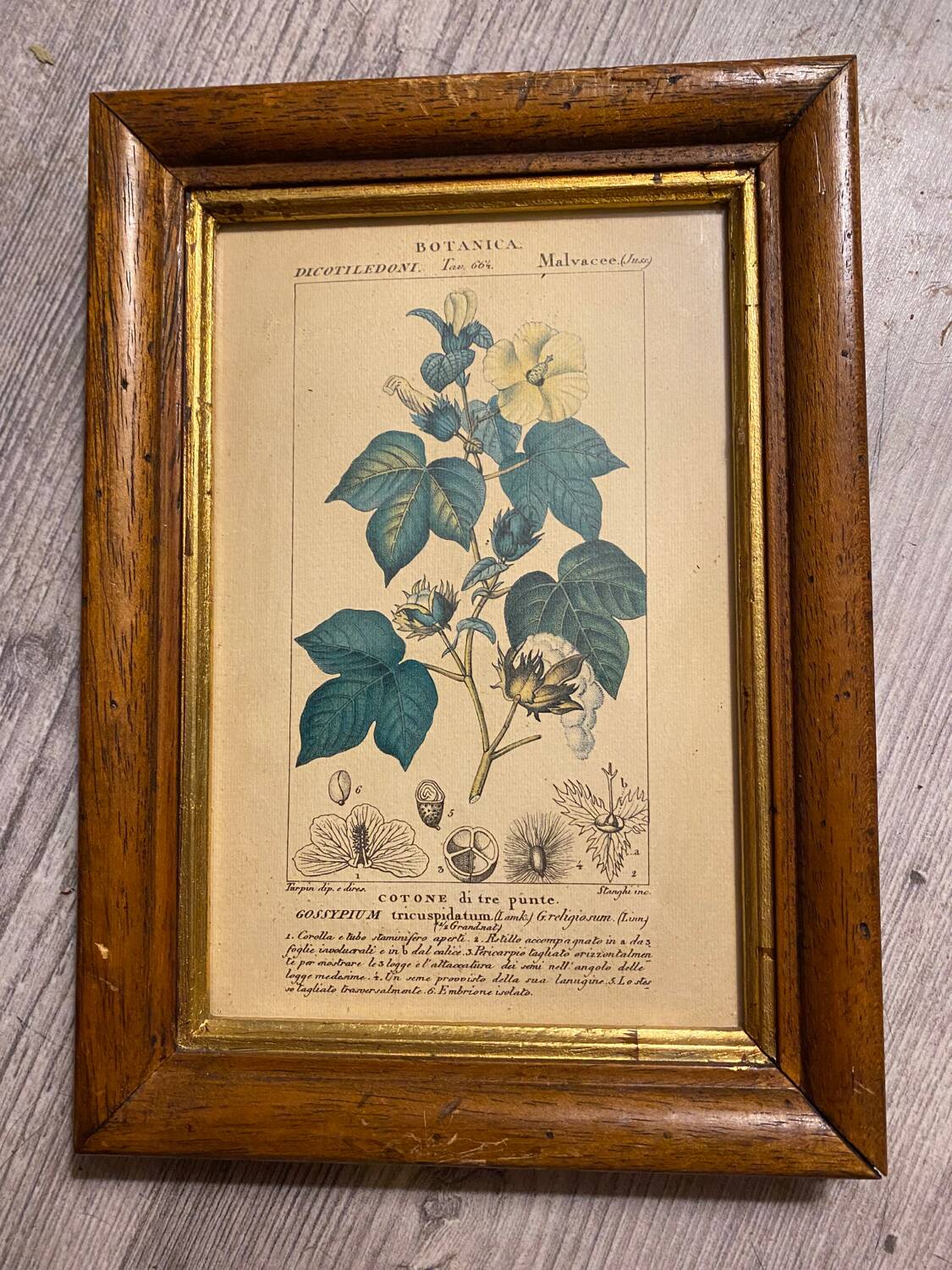 Botanical poster