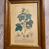 Botanical poster