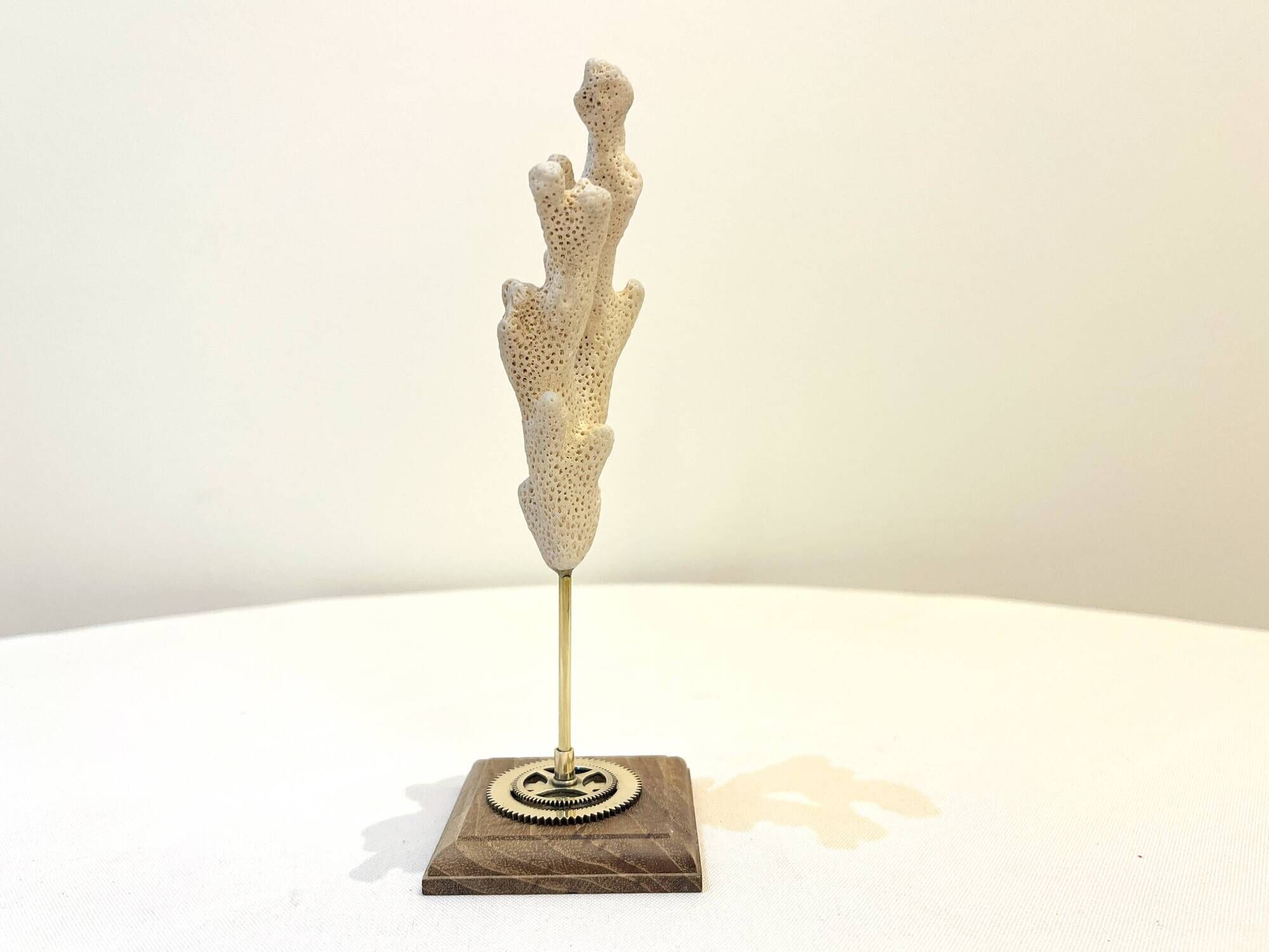 Branch of old natural white coral on wooden base cabinet of curiosities