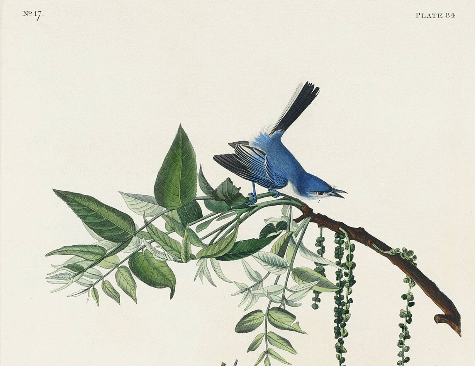 Poster about the blue warbler, based on an old engraving from 1827.