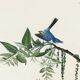 Poster about the blue warbler, based on an old engraving from 1827.