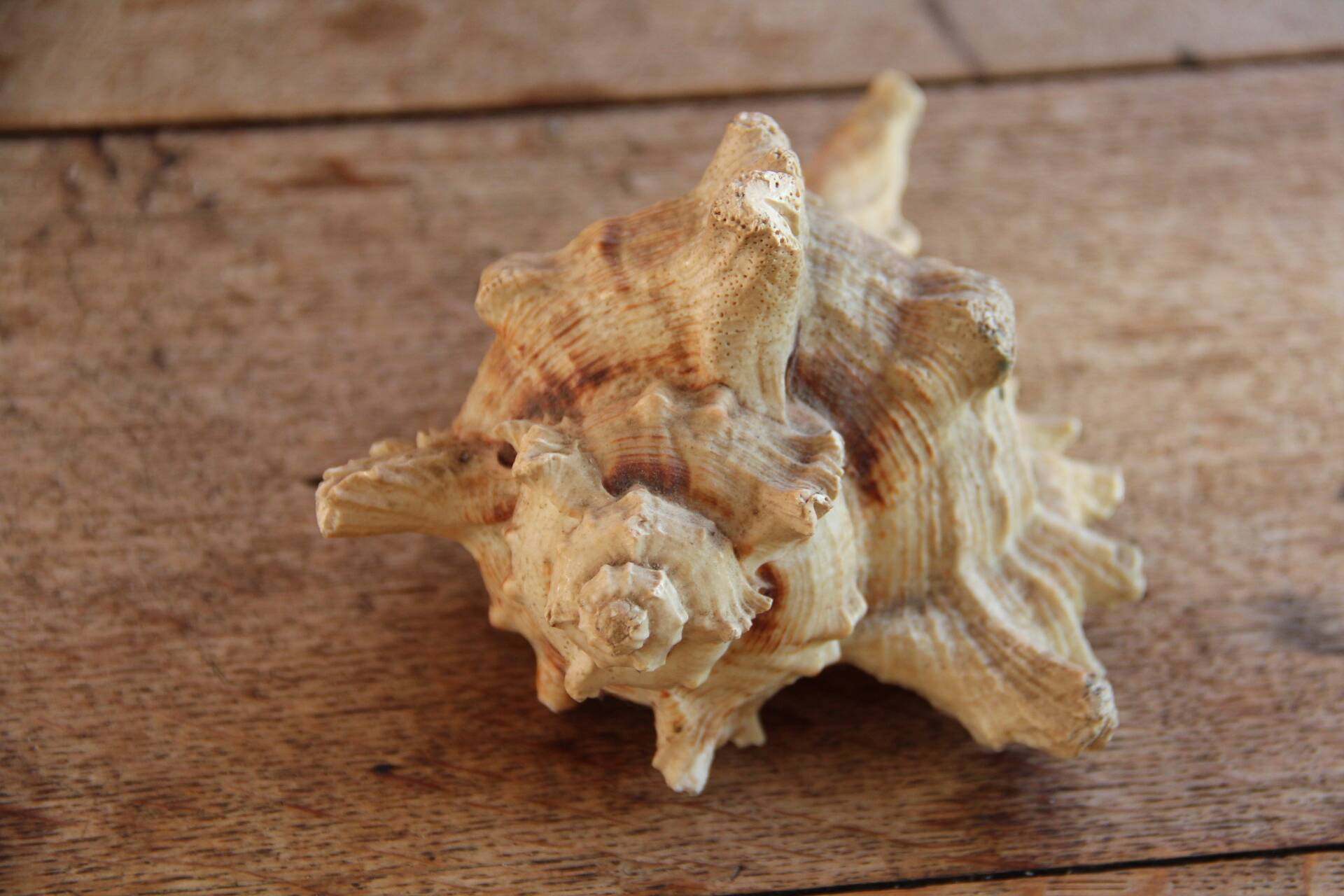 Murex shell