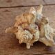 Murex shell
