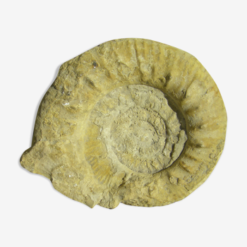 Fossilized ammonite