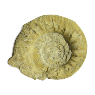 Fossilized ammonite