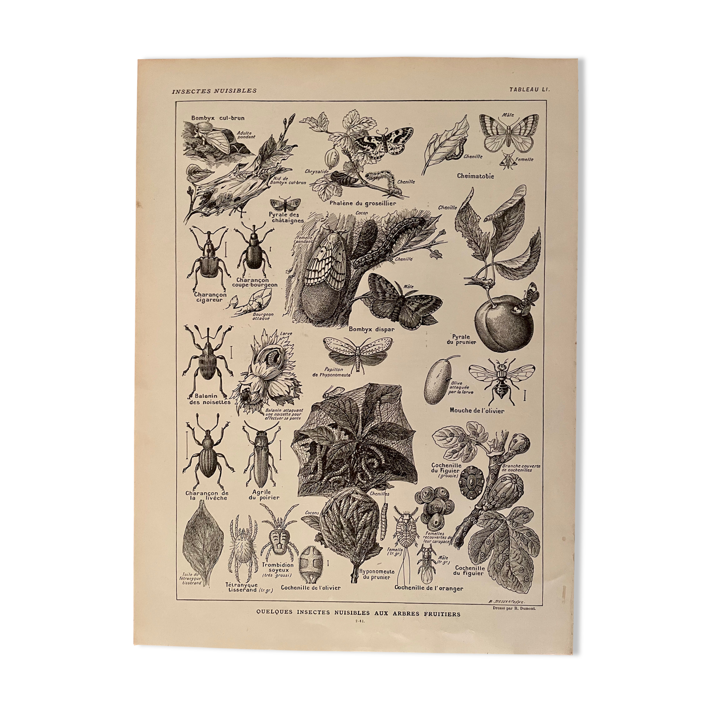 Lithograph on insect pests from 1921