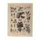 Lithograph on insect pests from 1921