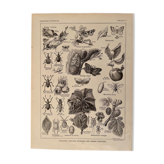 Lithograph on insect pests from 1921