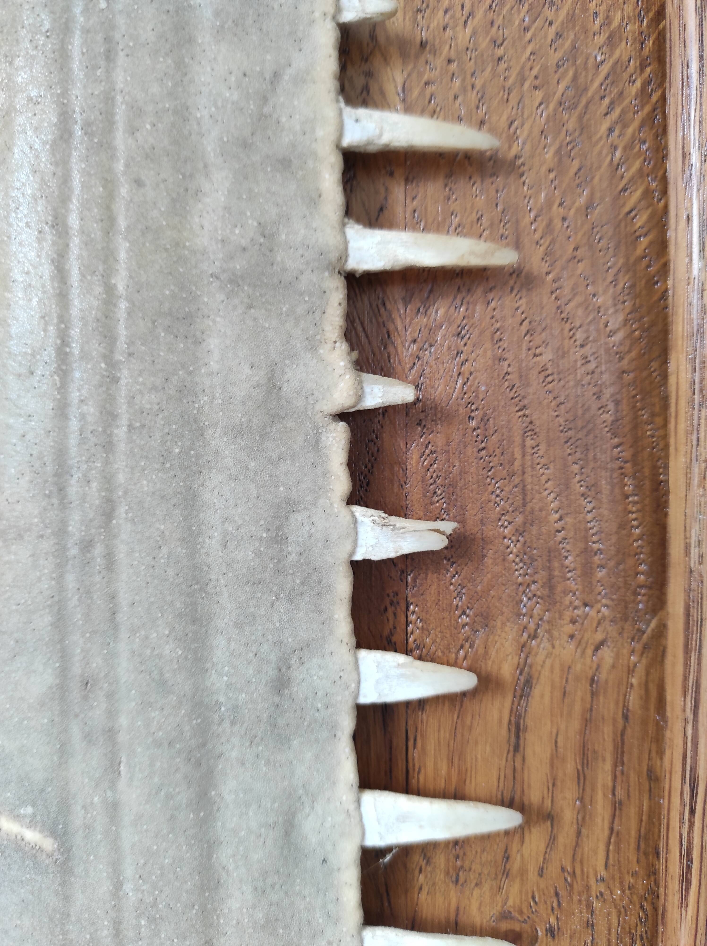 Sawfish rostrum
