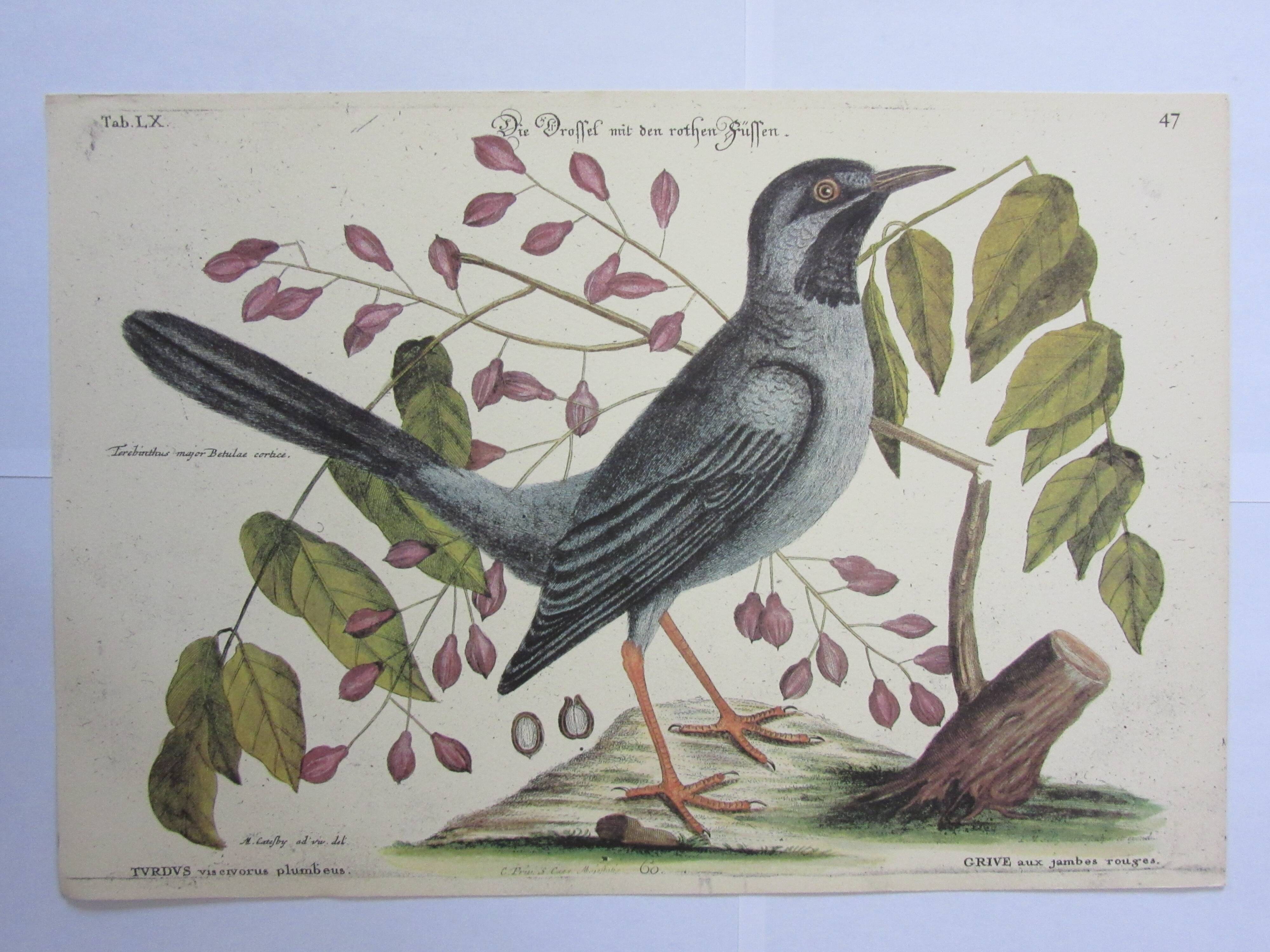 Engraving bird, blue heron, repro Catesby/Seligmann