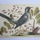 Engraving bird, blue heron, repro Catesby/Seligmann