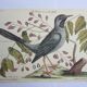 Gravure oiseau, héron bleu, repro Catesby/Seligmann