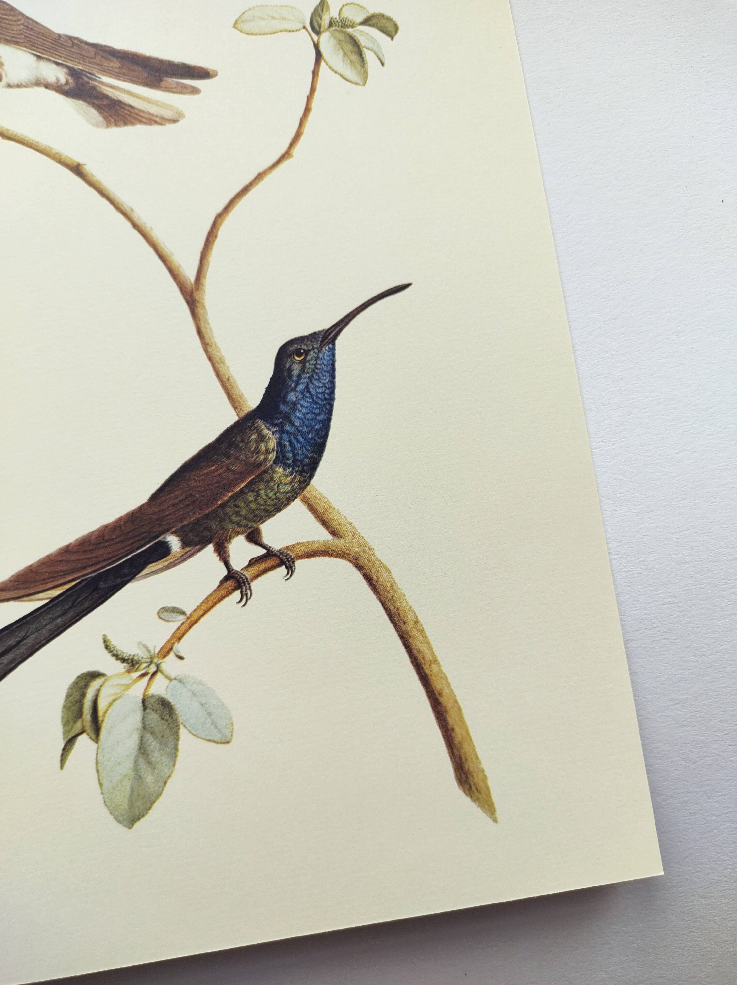 Old plate - Swallow-tailed Hummingbird - Zoological illustration of birds